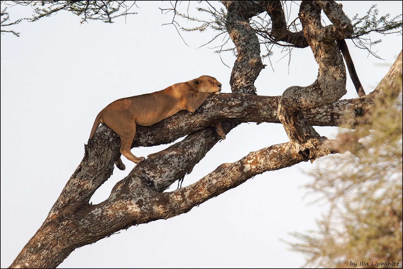 Canon EF 300mm F2.8L IS USM sample photo. Lions of serengeti №4 - lioness on the tree photography