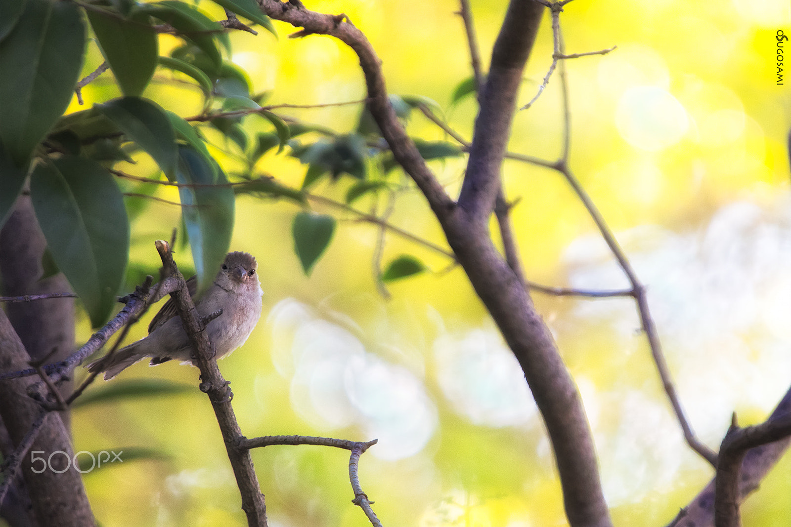 Sigma 50-500mm f/4-6.3 APO HSM EX sample photo. Pequeña photography
