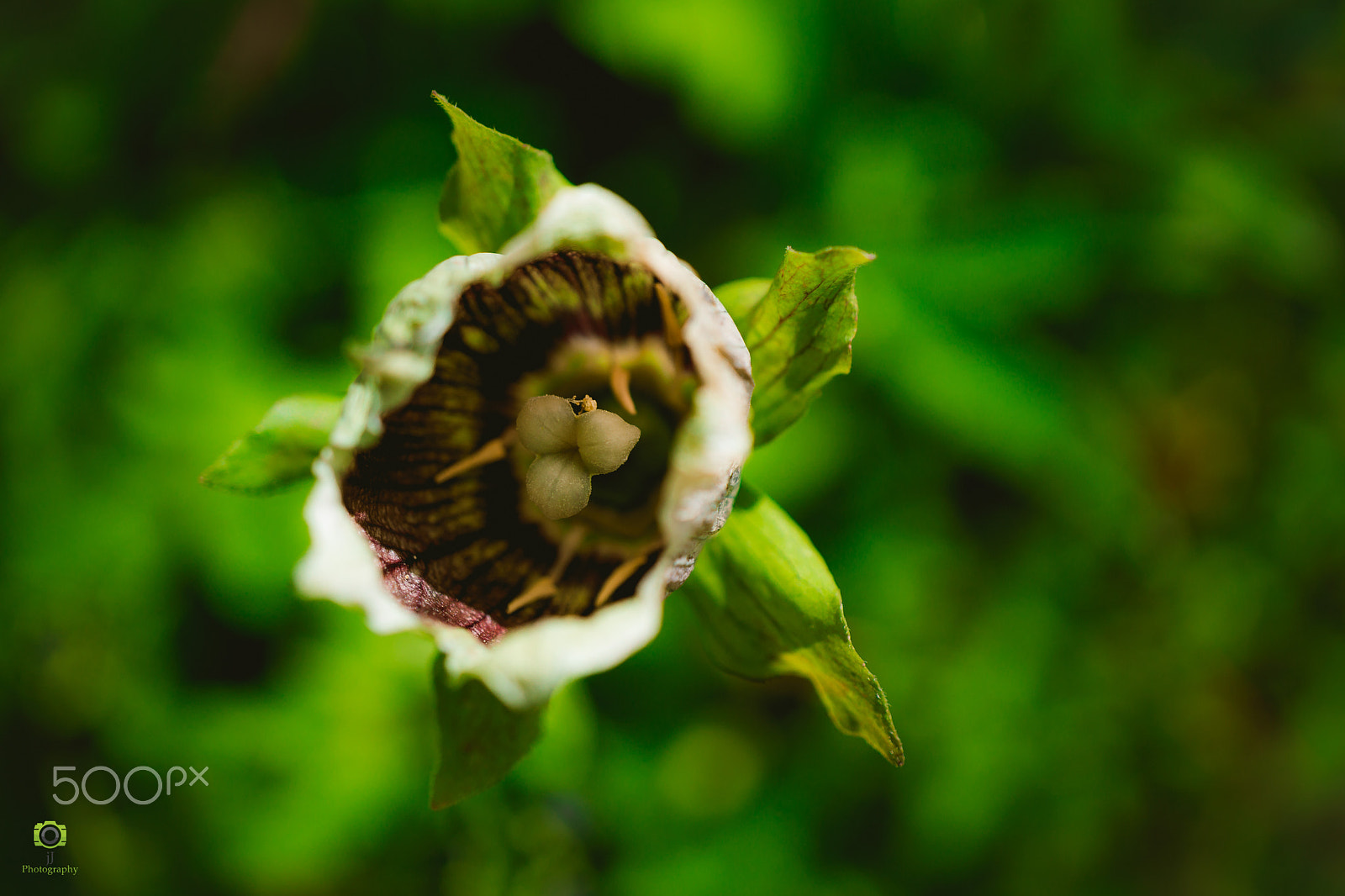 Sony Alpha NEX-7 + Sony E 30mm F3.5 Macro sample photo. Valley of flowers trek photography