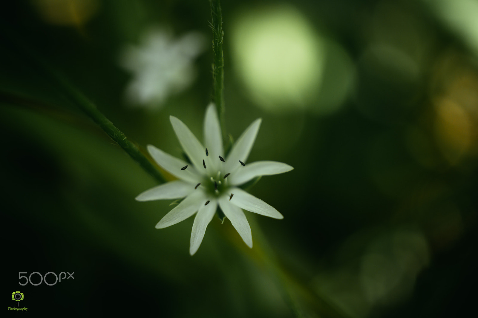 Sony Alpha NEX-7 + Sony E 30mm F3.5 Macro sample photo. Valley of flowers trek photography