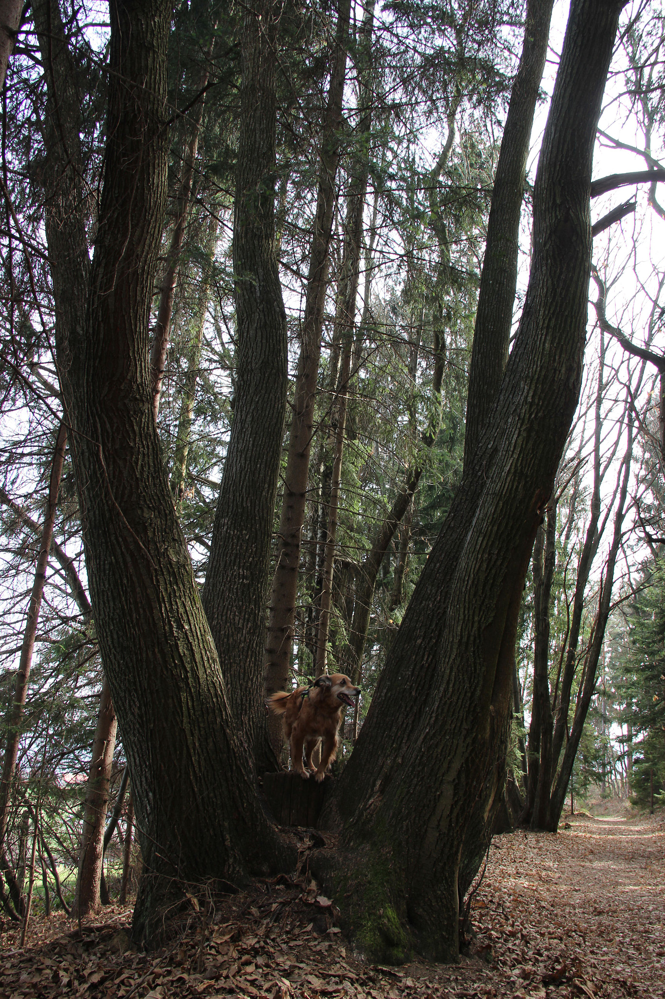 Sigma 18-125mm F3.8-5.6 DC OS HSM sample photo. The tree photography