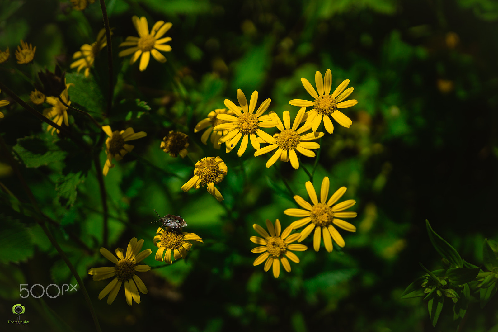 Sony Alpha NEX-7 + Sony E 30mm F3.5 Macro sample photo. Valley of flowers trek photography