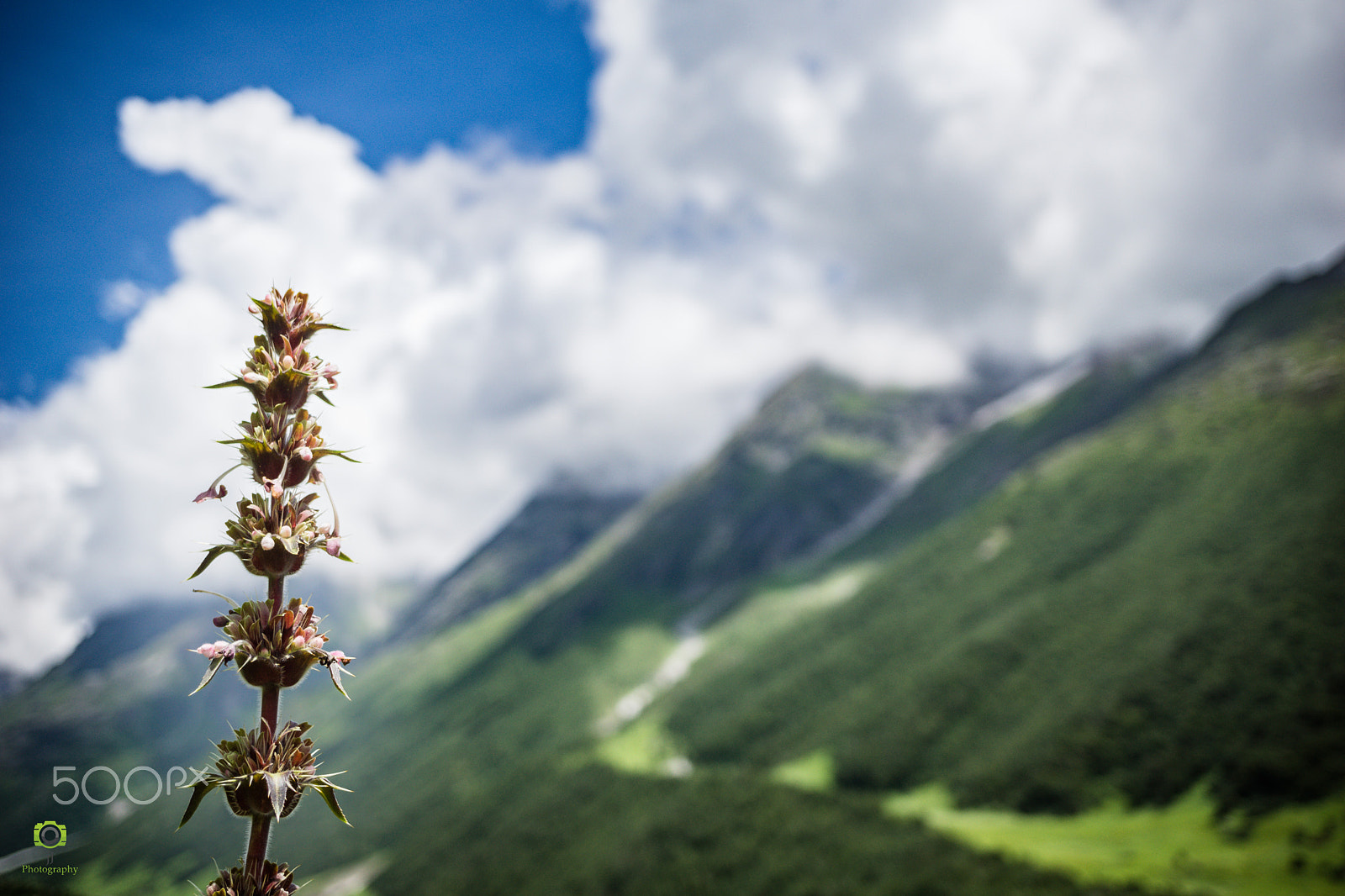 Sony Alpha NEX-7 + Sony E 30mm F3.5 Macro sample photo. Valley of flowers trek photography