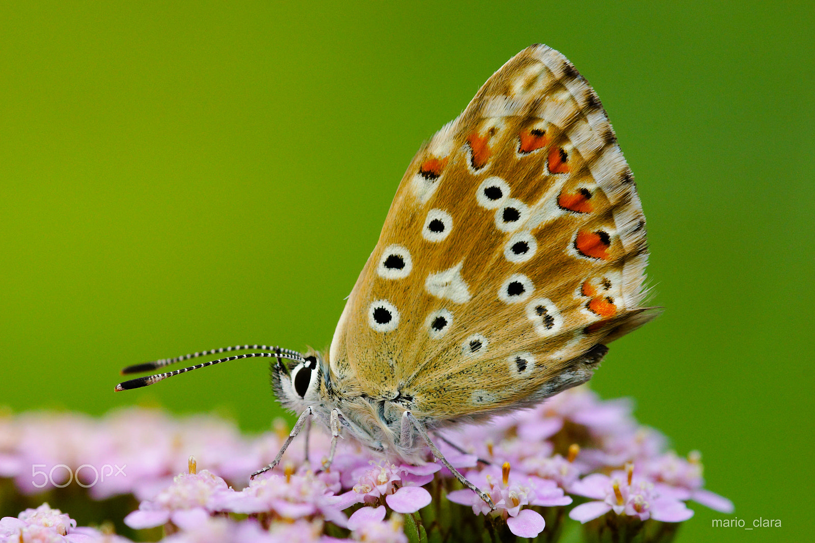 Sony SLT-A65 (SLT-A65V) + Minolta AF 100mm F2.8 Macro [New] sample photo. Gloria longiaruensis photography