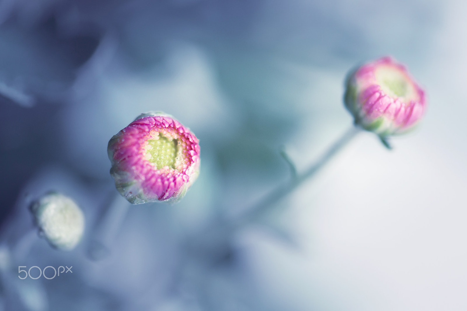 Samsung NX30 + Samsung NX 60mm F2.8 Macro ED OIS SSA sample photo. I will stay by your side.. photography
