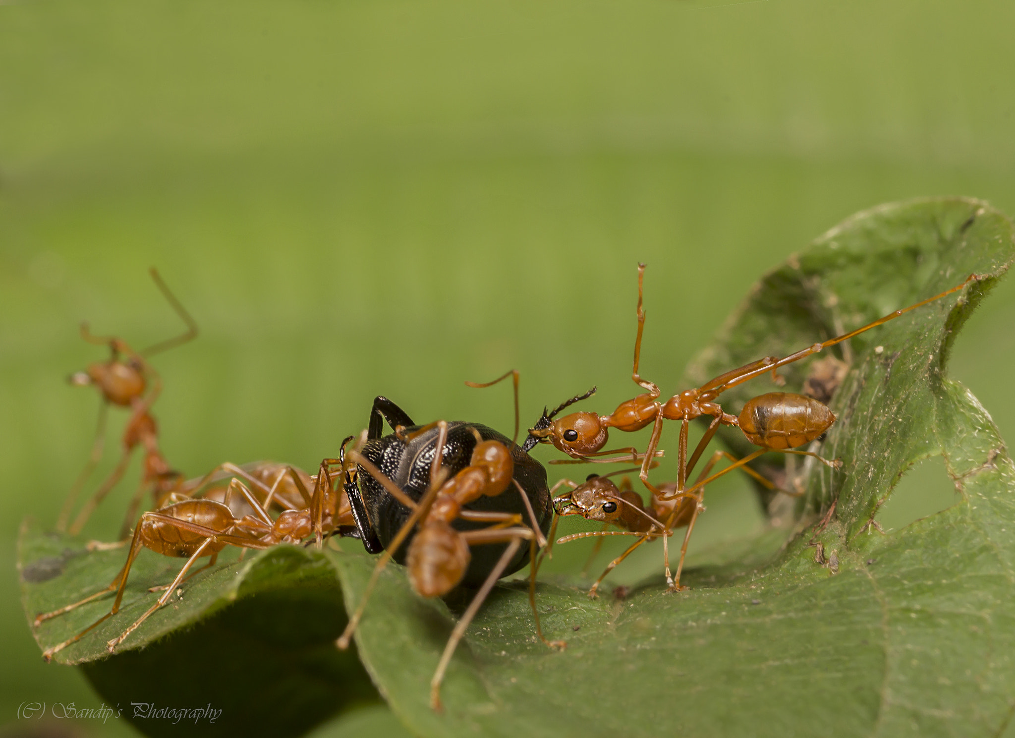 Canon EOS 600D (Rebel EOS T3i / EOS Kiss X5) + Tamron SP AF 90mm F2.8 Di Macro sample photo. Time to act.... photography