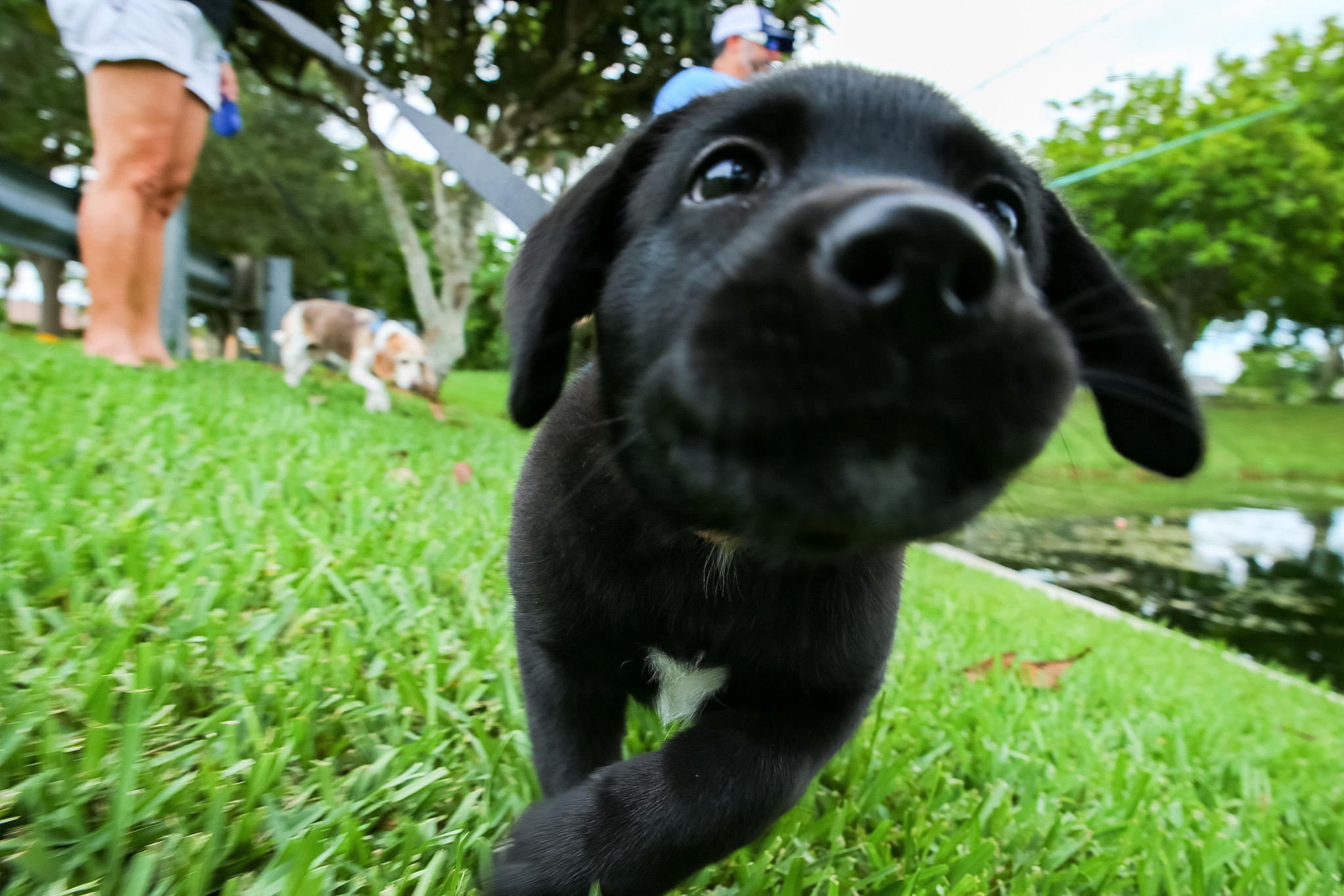 Canon EOS-1D X + Canon 24-70mm sample photo. 10 week old lab/mix exploring everything photography