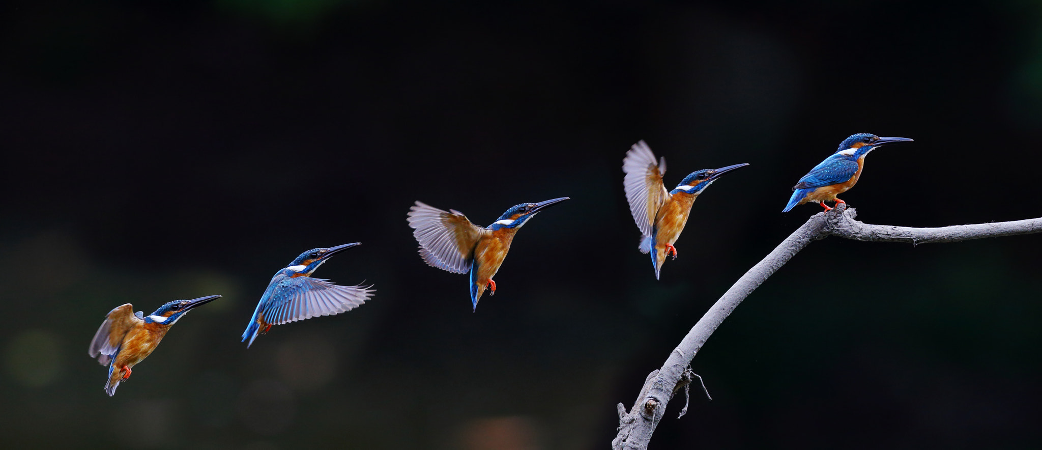 Canon EF 300mm F2.8L IS II USM sample photo. The stage of kingfisher photography