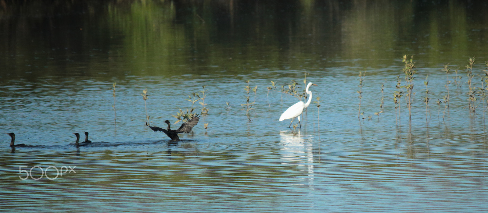 Canon EF-S 55-250mm F4-5.6 IS sample photo. Egret and the cormorants photography