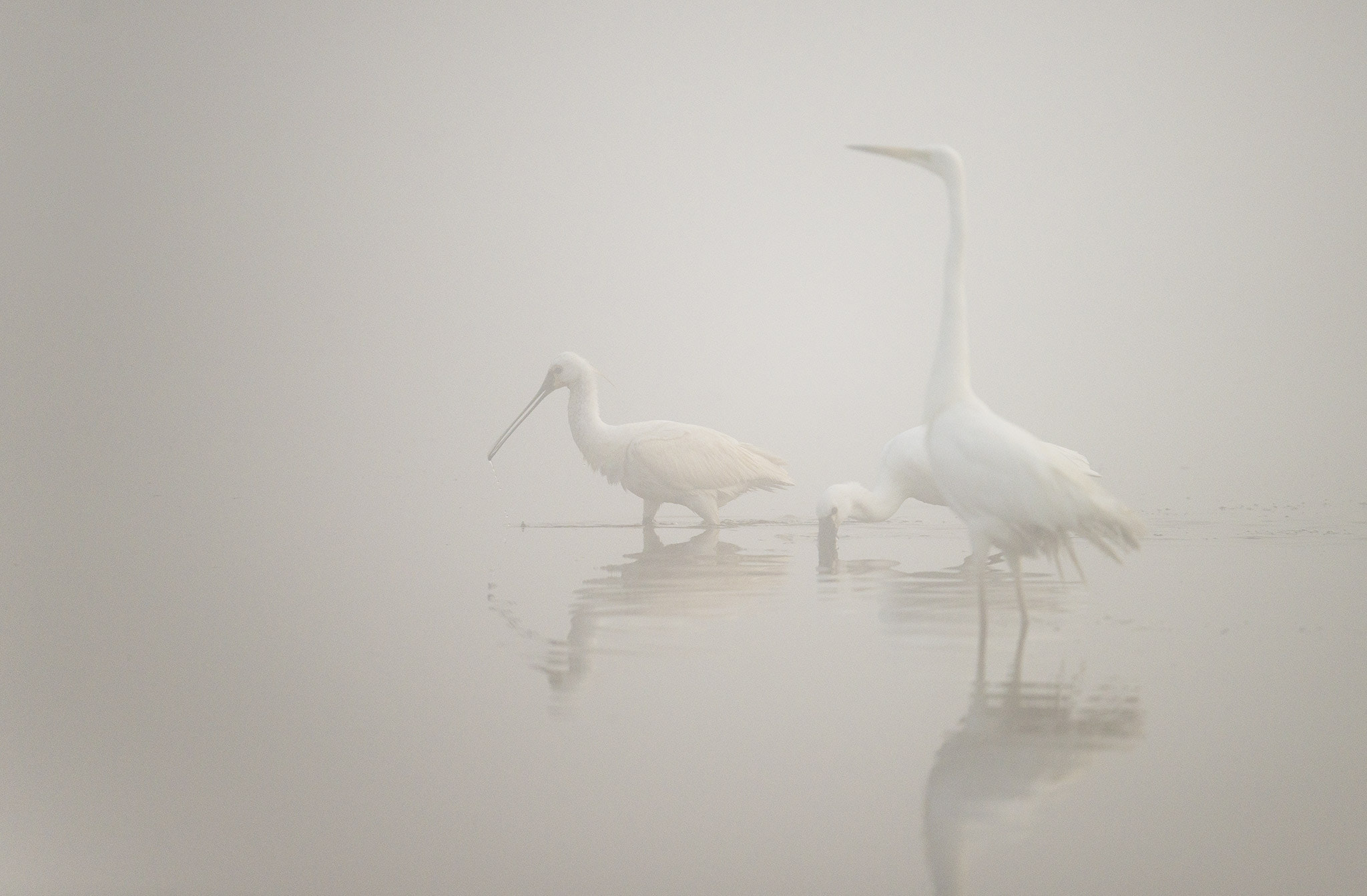 Nikon AF-S Nikkor 500mm F4E FL ED VR sample photo. Spatule blanche, grande aigrette photography