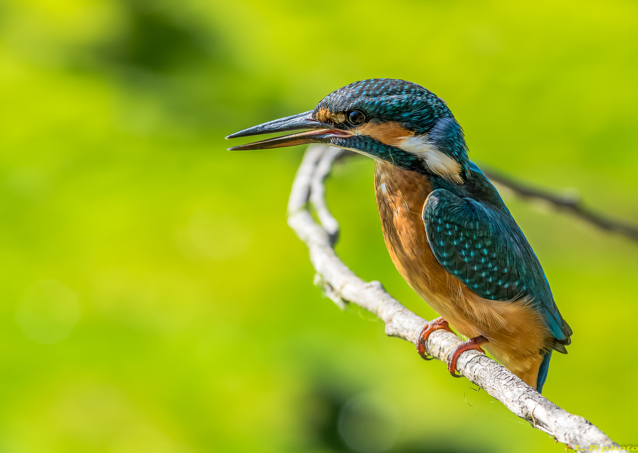 Pentax smc DA* 300mm F4.0 ED (IF) SDM sample photo. Martin pecheur  a l affut photography
