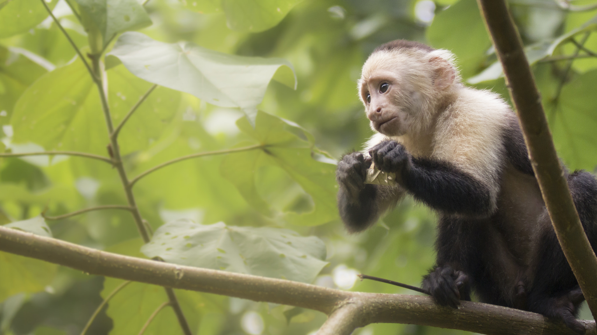 Canon EOS 60D + Canon EF 70-200mm F2.8L IS II USM sample photo. Young capuchin monkey photography