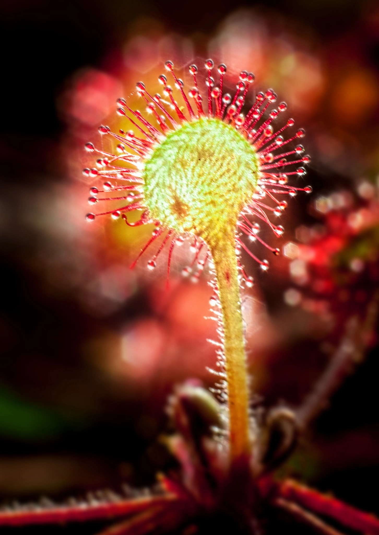 Canon EF 35-80mm f/4-5.6 sample photo. Sundew in backlight.  photography