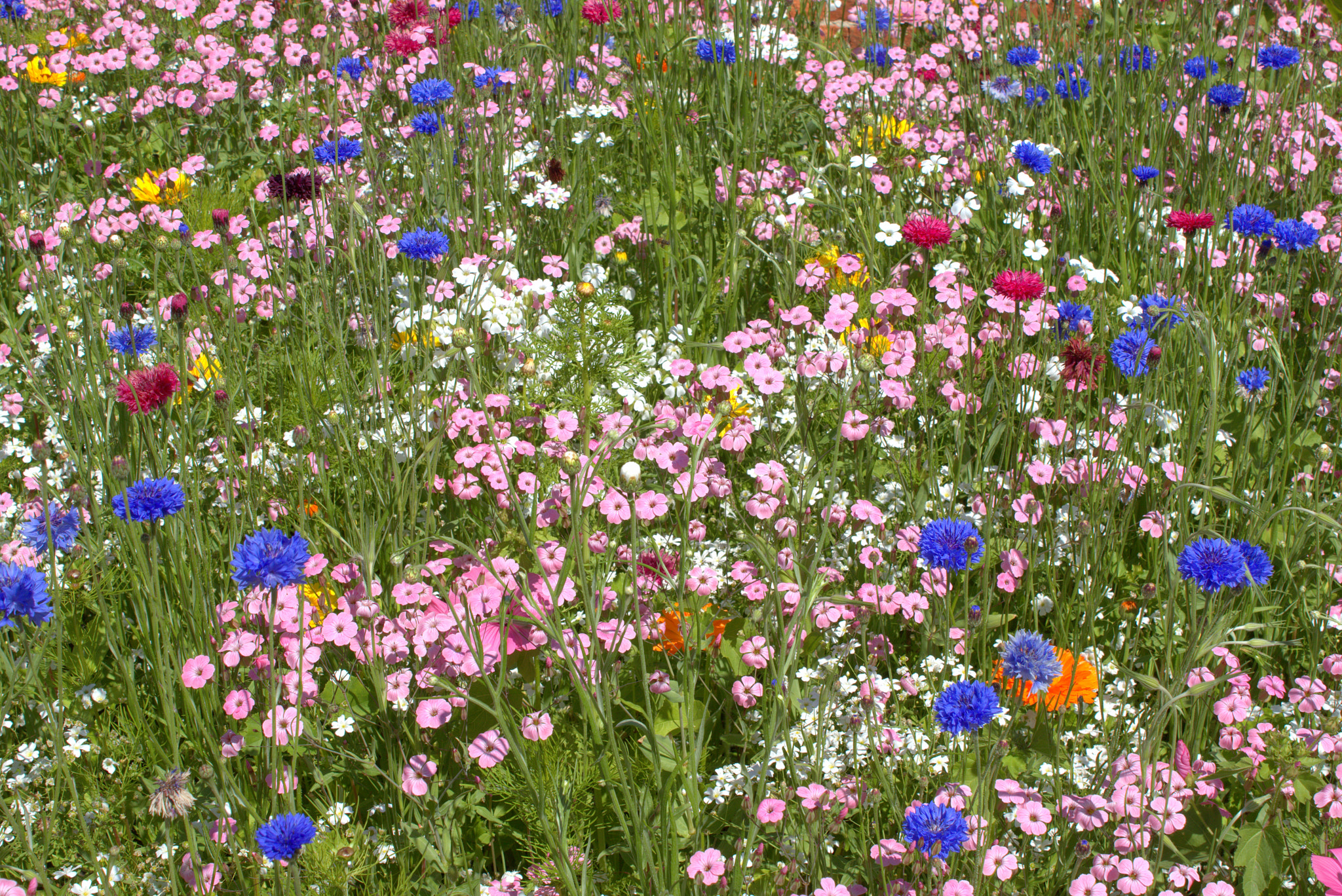 Canon EF-S 18-55mm F3.5-5.6 IS sample photo. Wildflowers photography