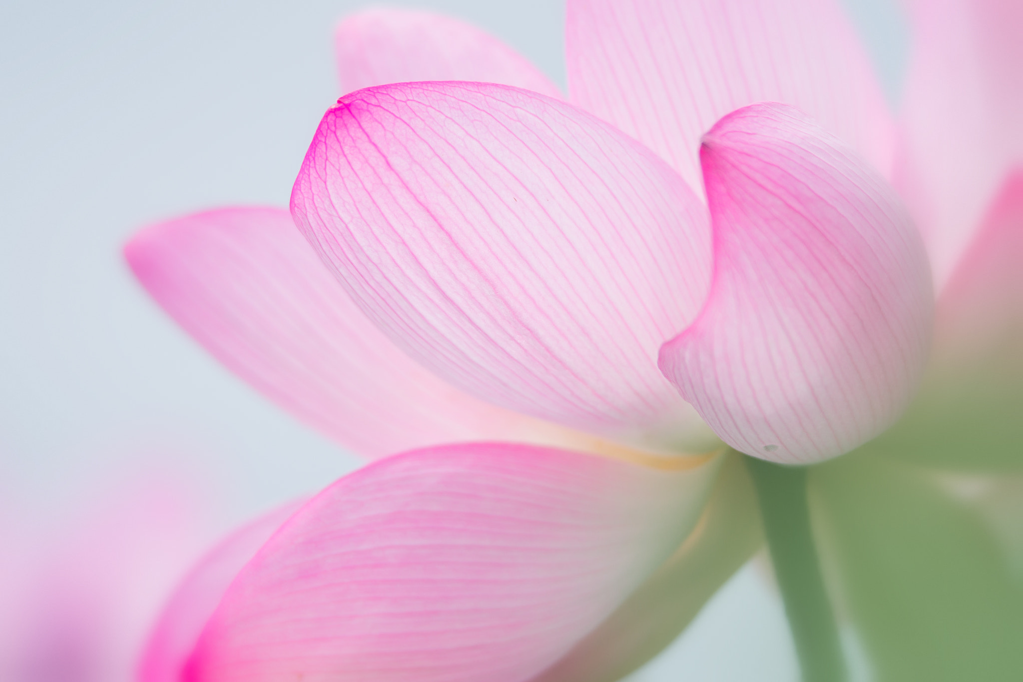 Pentax D FA* 70-200mm F2.8ED DC AW sample photo. ** photography