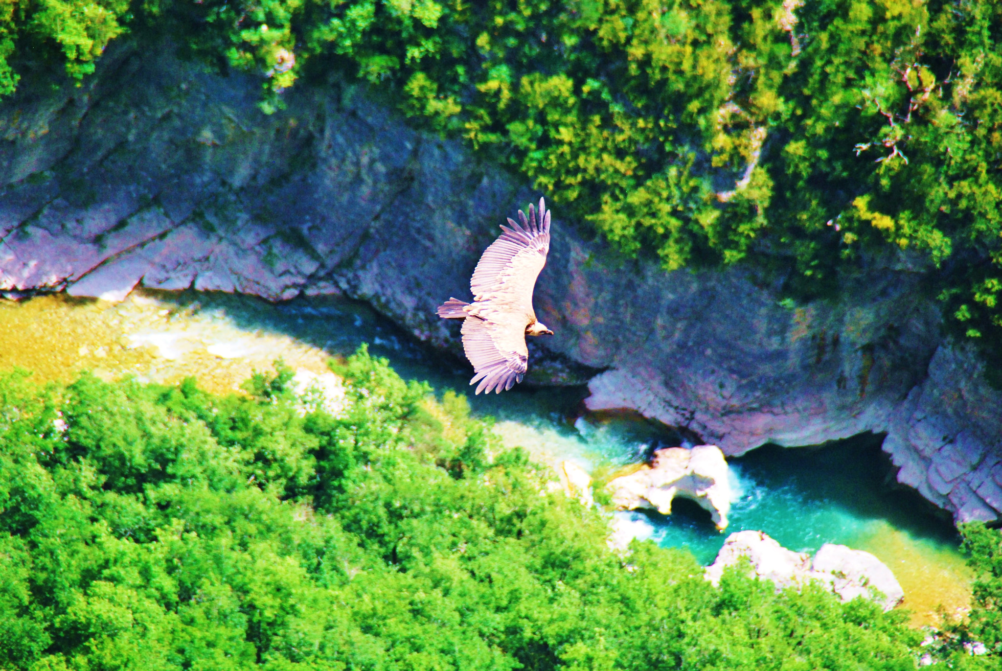 Nikon D60 sample photo. Lamme gier in gorges du verdon/france photography