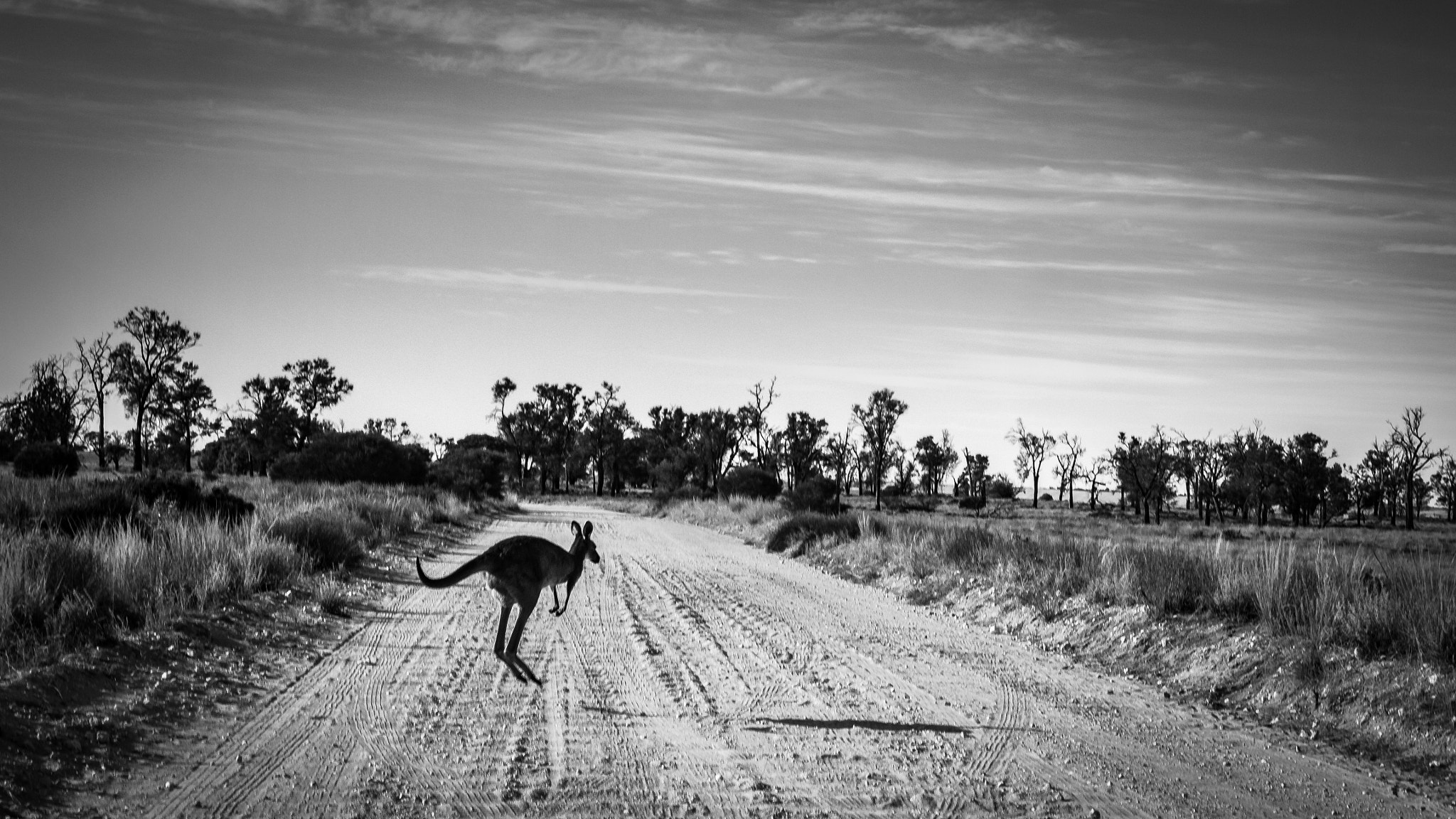 Panasonic Lumix DMC-G5 sample photo. Jumping roo pink lakes victoria australia photography