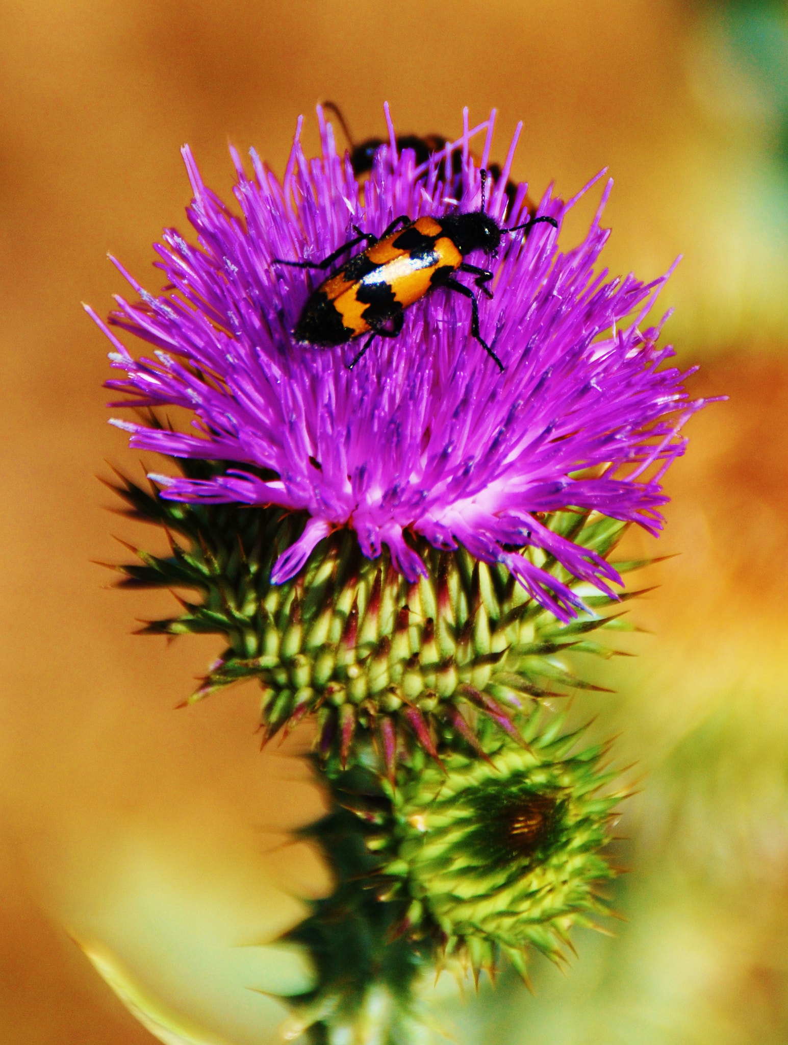 Nikon D60 sample photo