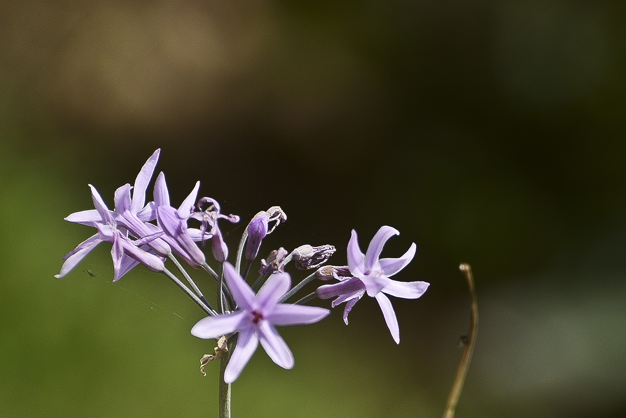 Nikon D7100 + Nikon AF Nikkor 14mm F2.8D ED sample photo. Delicadeza pequenina...grande beleza. photography