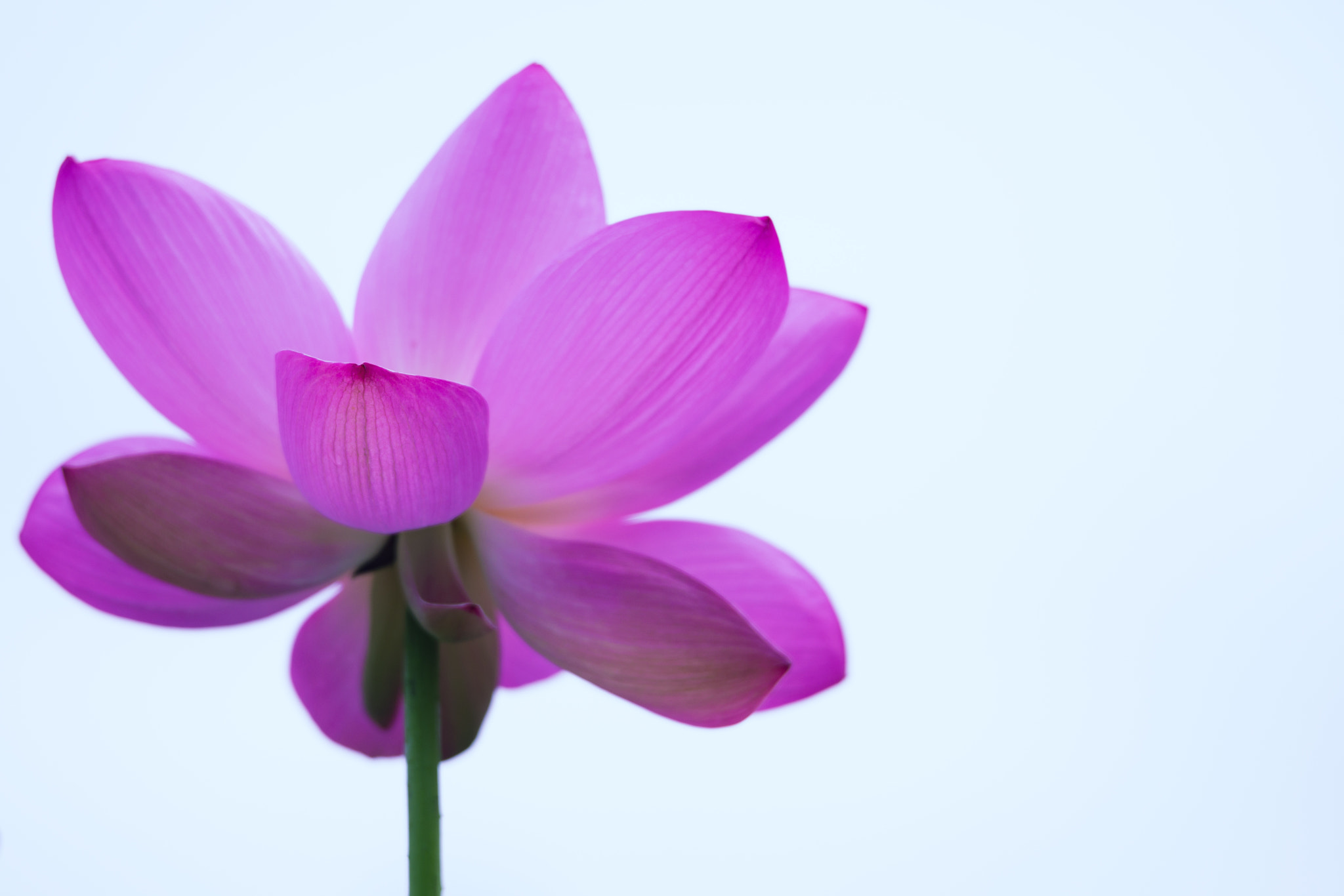 Pentax D FA* 70-200mm F2.8ED DC AW sample photo. Beauty flower photography