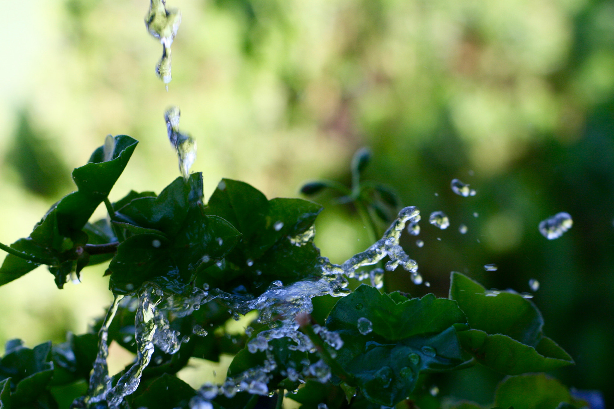 Canon EOS 400D (EOS Digital Rebel XTi / EOS Kiss Digital X) + Canon EF 50mm F1.8 II sample photo. Water splashing on the plants photography