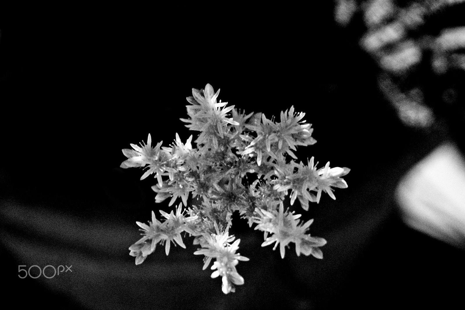 Sony a7S II + Sony Vario Tessar T* FE 24-70mm F4 ZA OSS sample photo. Martian snowflake photography