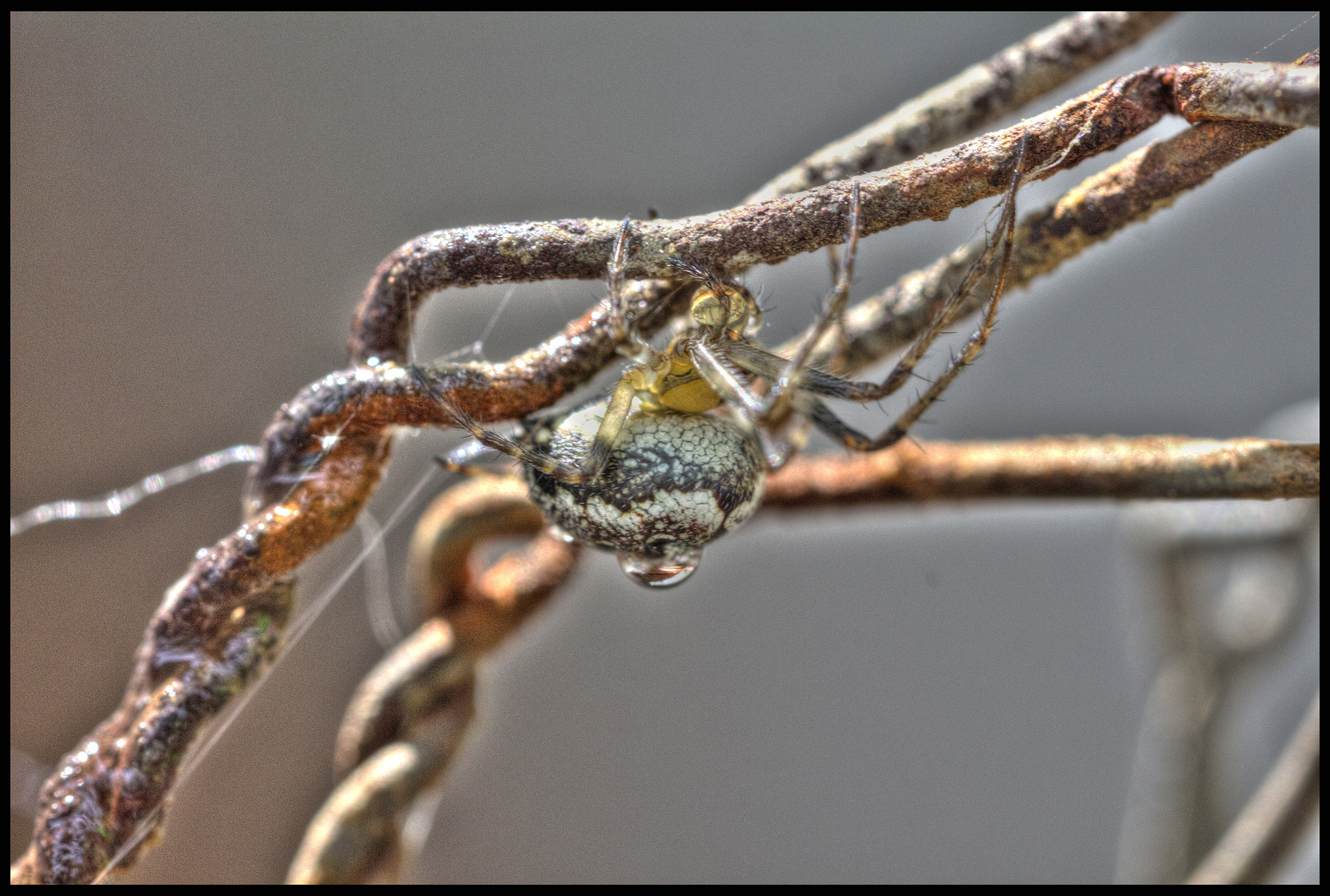 Canon EF-S 60mm F2.8 Macro USM sample photo. Iron spider.. photography