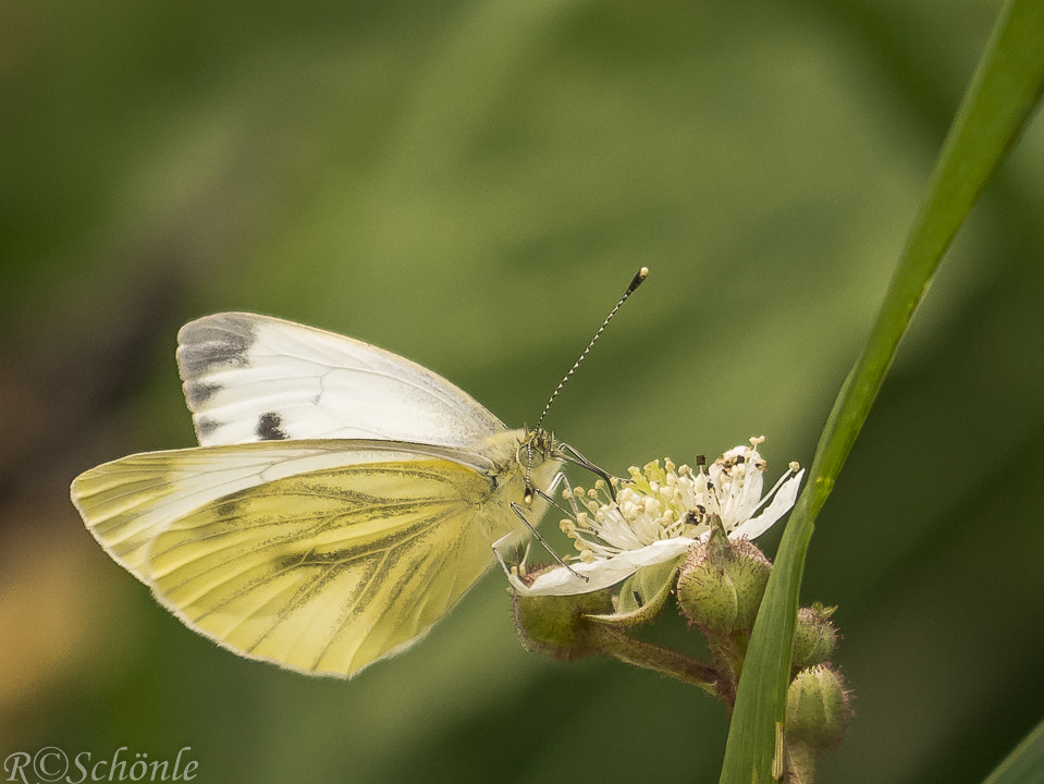 Panasonic DMC-G70 sample photo. Großer kohlweißling (pieris brassicae) photography
