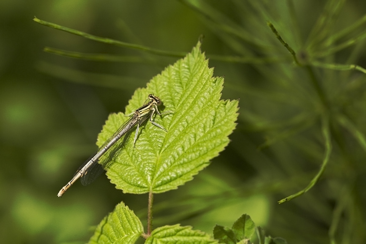 Sigma APO Macro 150mm f/2.8 EX DG HSM sample photo. Azure damselfly photography