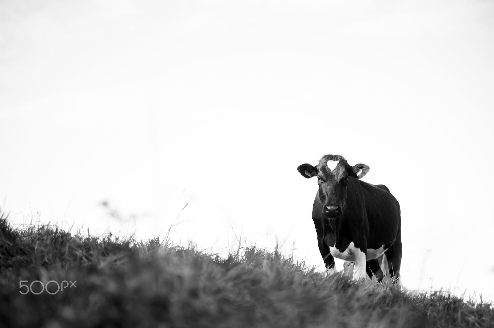 Nikon Df sample photo. Black&white cow photography
