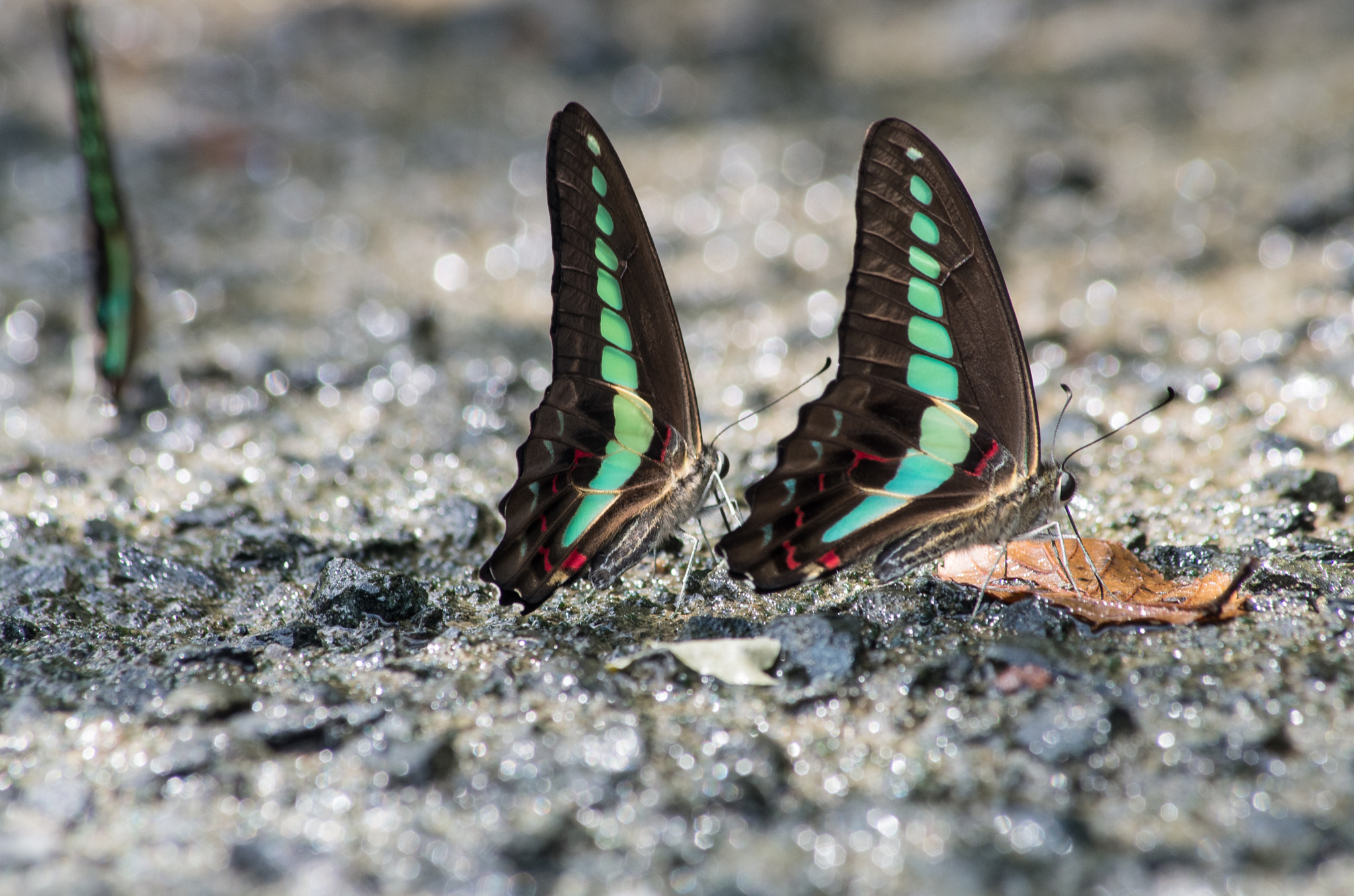 Pentax smc DA 55-300mm F4.0-5.8 ED sample photo. Twins +1 photography