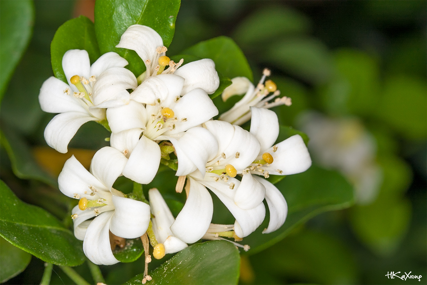Canon EF-S 60mm F2.8 Macro USM sample photo. Murraya paniculata 1 photography