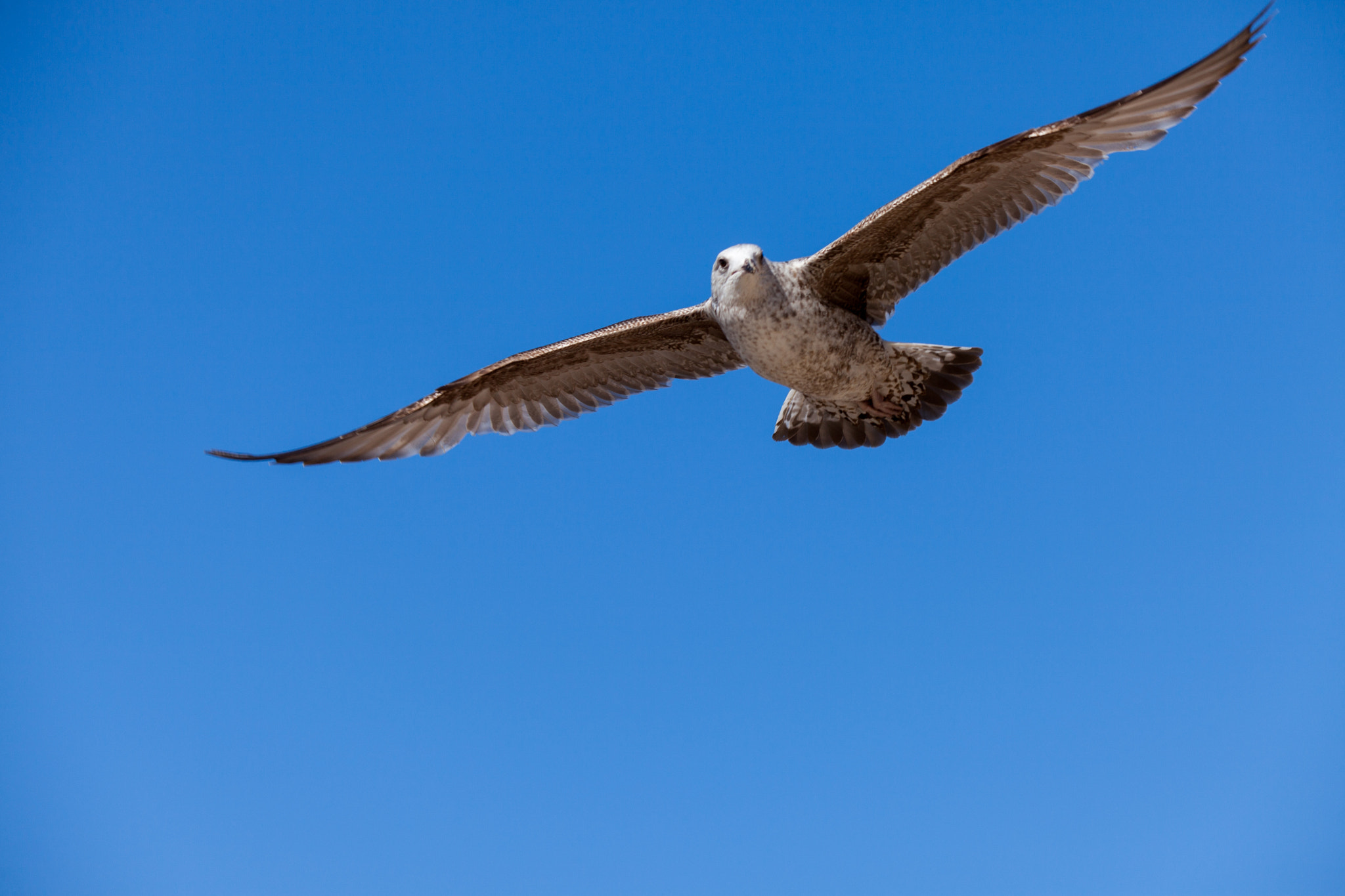 Tamron SP 150-600mm F5-6.3 Di VC USD sample photo. Seagull photography