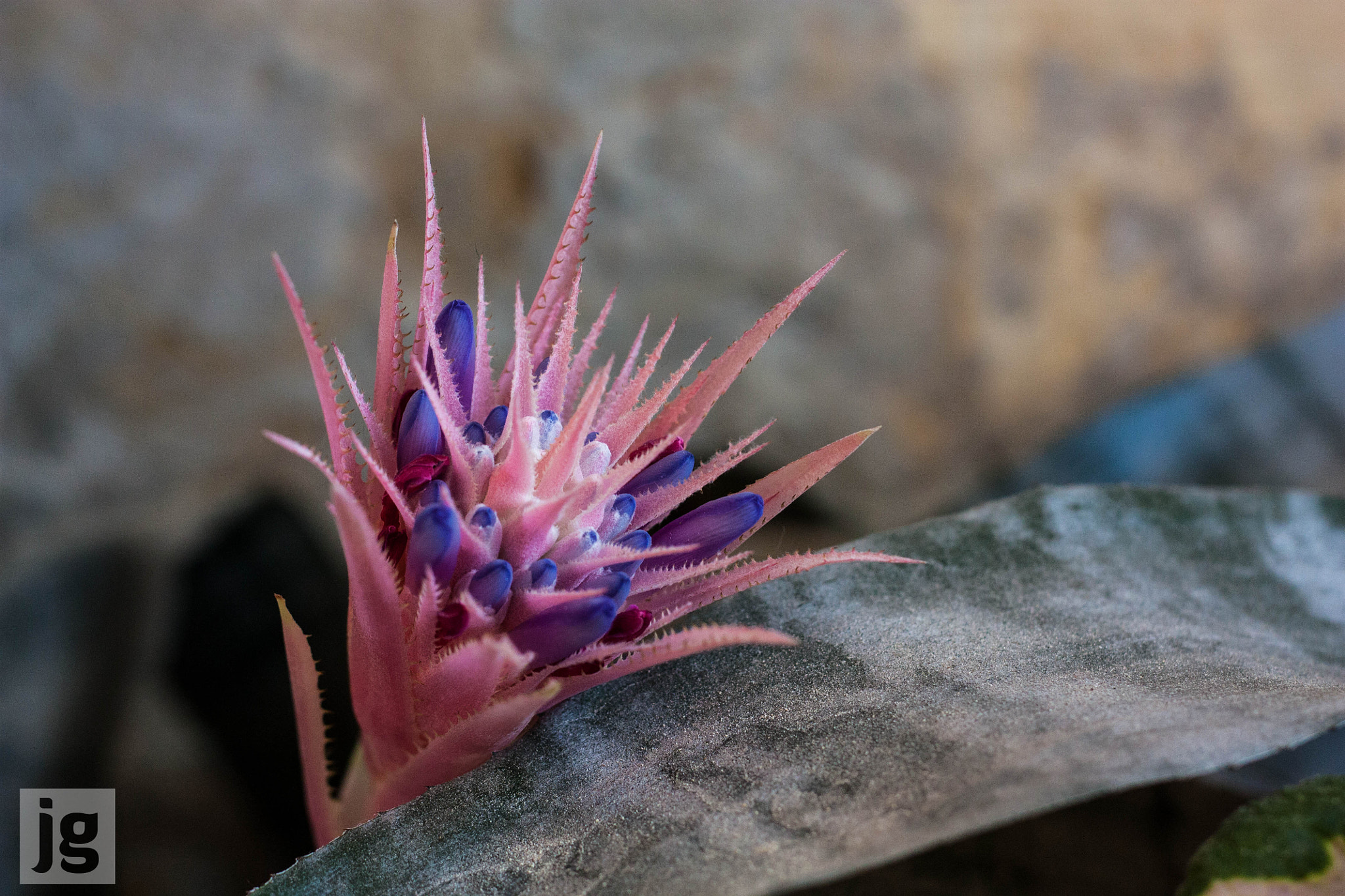 Canon EOS 450D (EOS Rebel XSi / EOS Kiss X2) + Canon EF 50mm F1.8 II sample photo. Aechmea fasciata - urn plant - flower photography