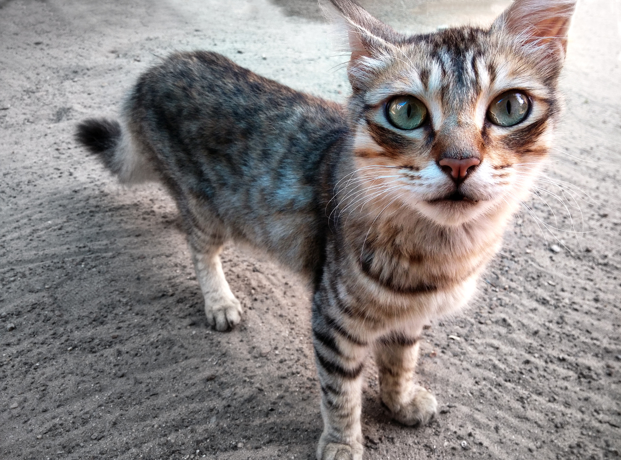 Xiaomi MI3 sample photo. Cat photography
