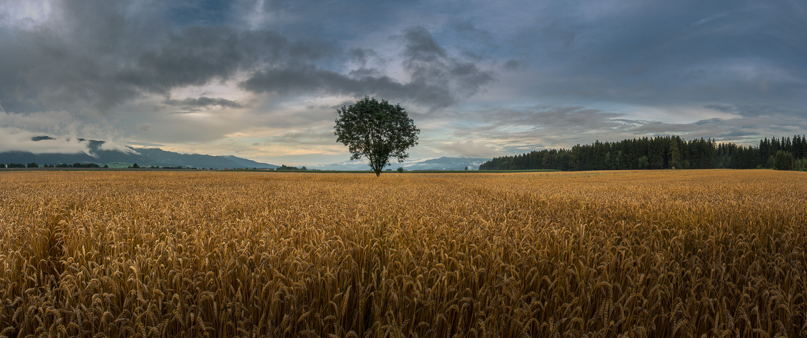 Pentax smc DA 14mm F2.8 ED (IF) sample photo. Der baum photography