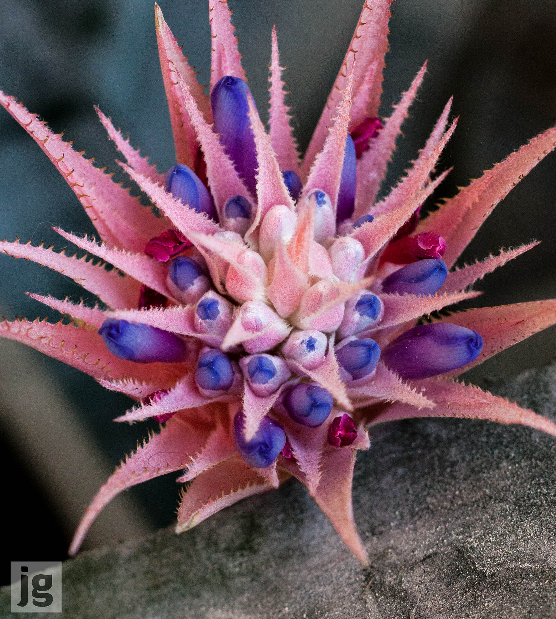 Canon EOS 450D (EOS Rebel XSi / EOS Kiss X2) + Canon EF 50mm F1.8 II sample photo. Aechmea fasciata - urn plant - flower photography