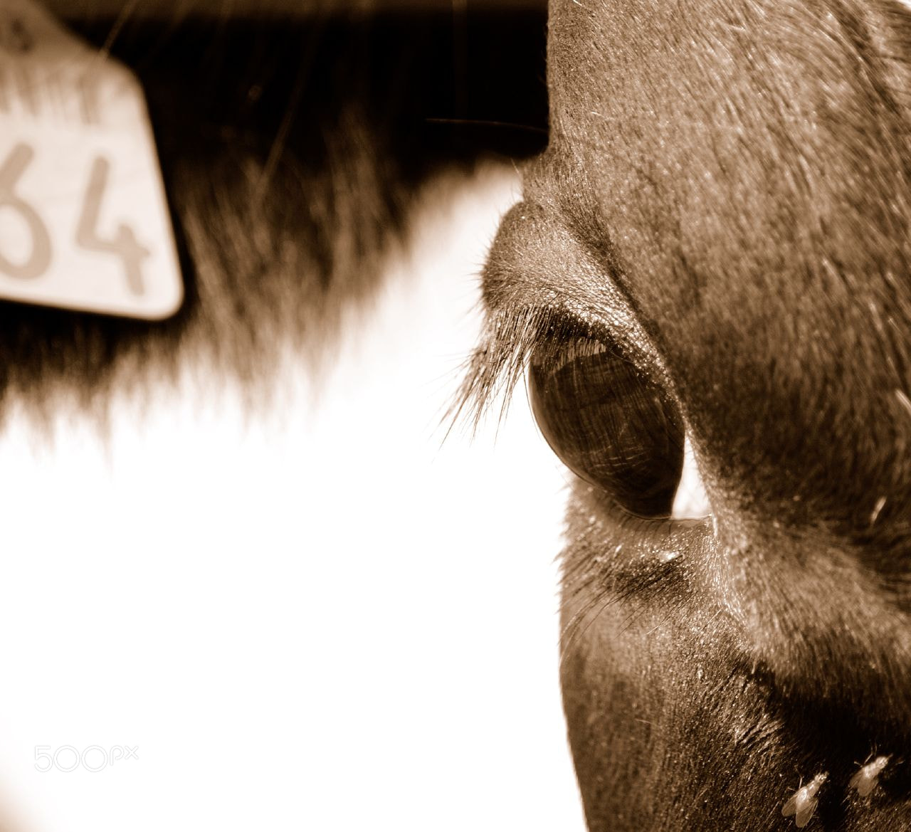 Nikon D70 + AF Zoom-Nikkor 70-300mm f/4-5.6D ED sample photo. The cow and the flies! photography