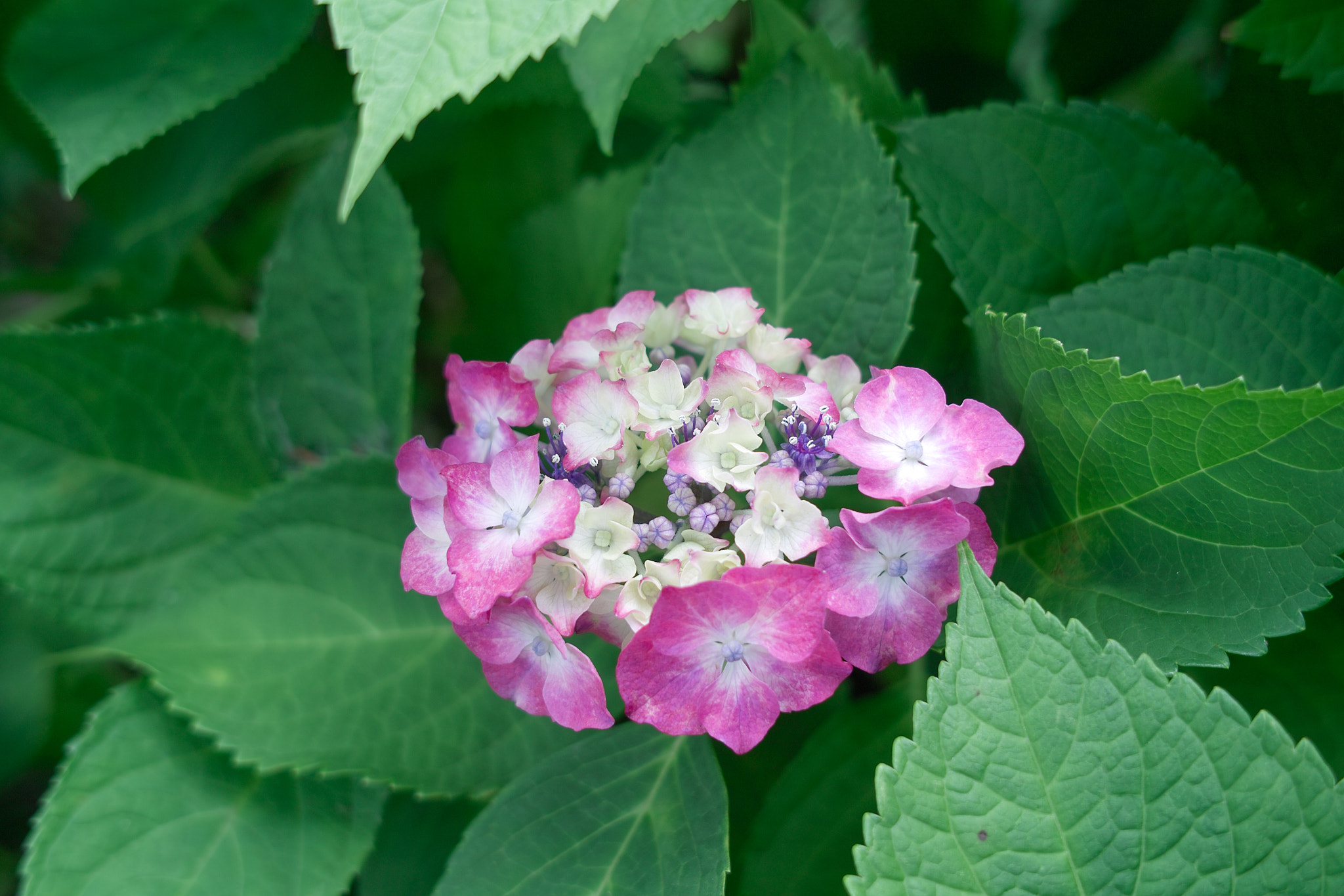 Sigma DP2x sample photo. Hydrangea of the sights  三室戸寺の紫陽花 photography