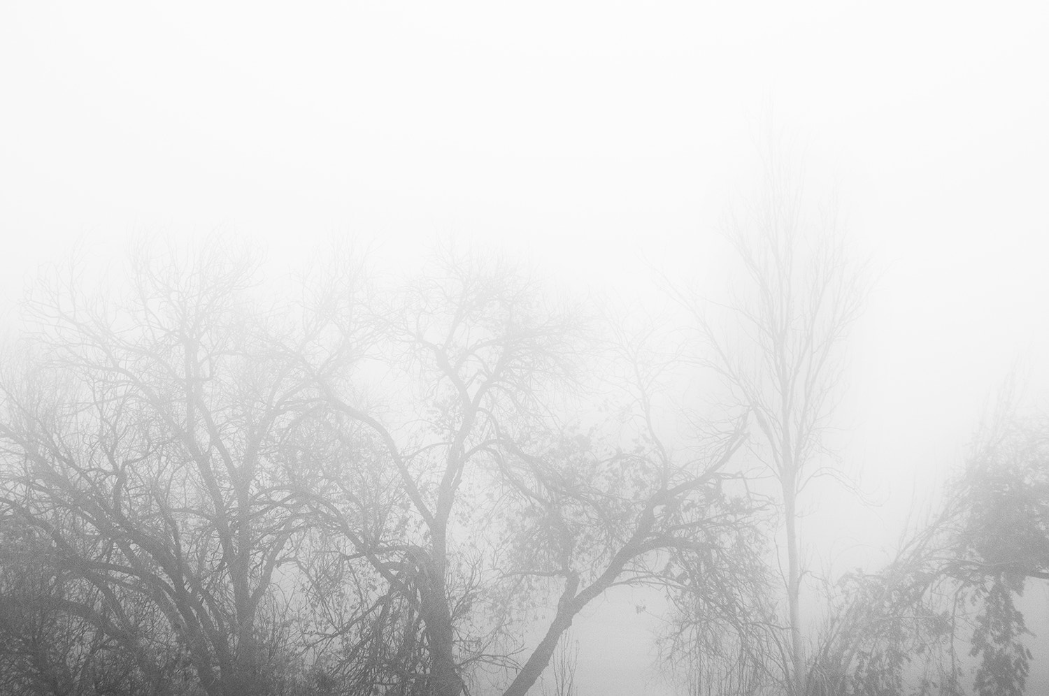 Nikon D300 + AF Nikkor 50mm f/1.8 sample photo. Fog in the fields photography