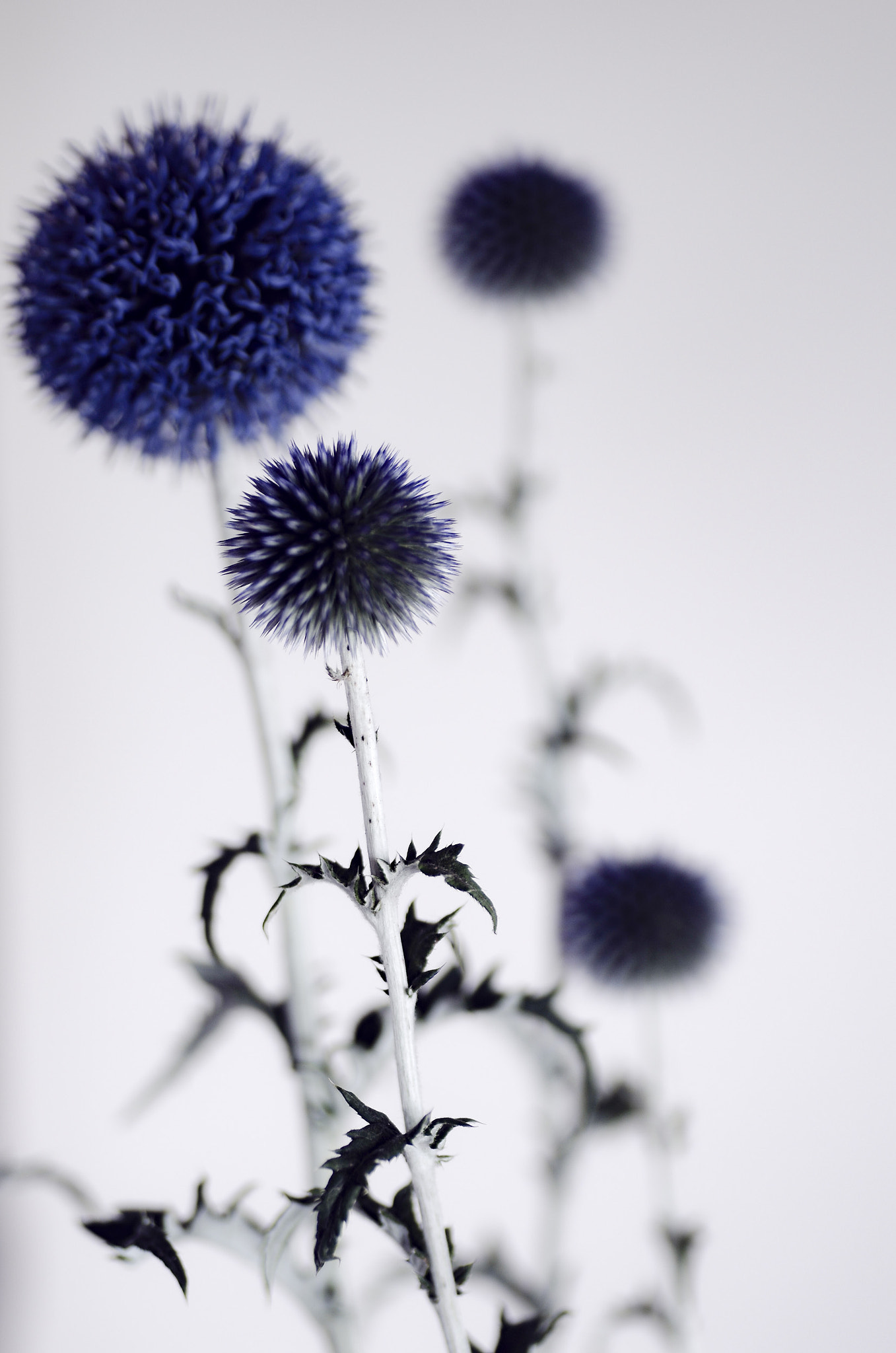Tamron SP AF 90mm F2.8 Di Macro sample photo. Flowers photography