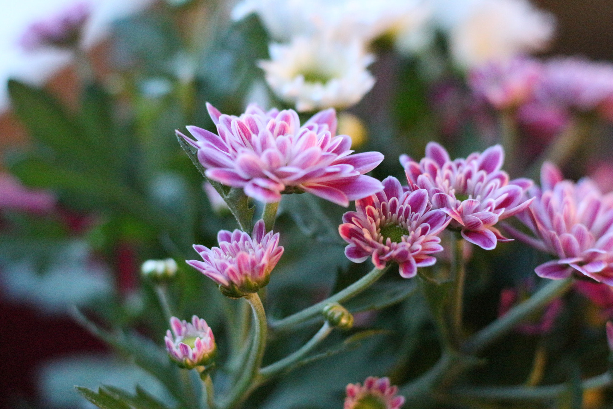 Canon EOS M + Canon EF 50mm F1.8 STM sample photo. Closeup photography