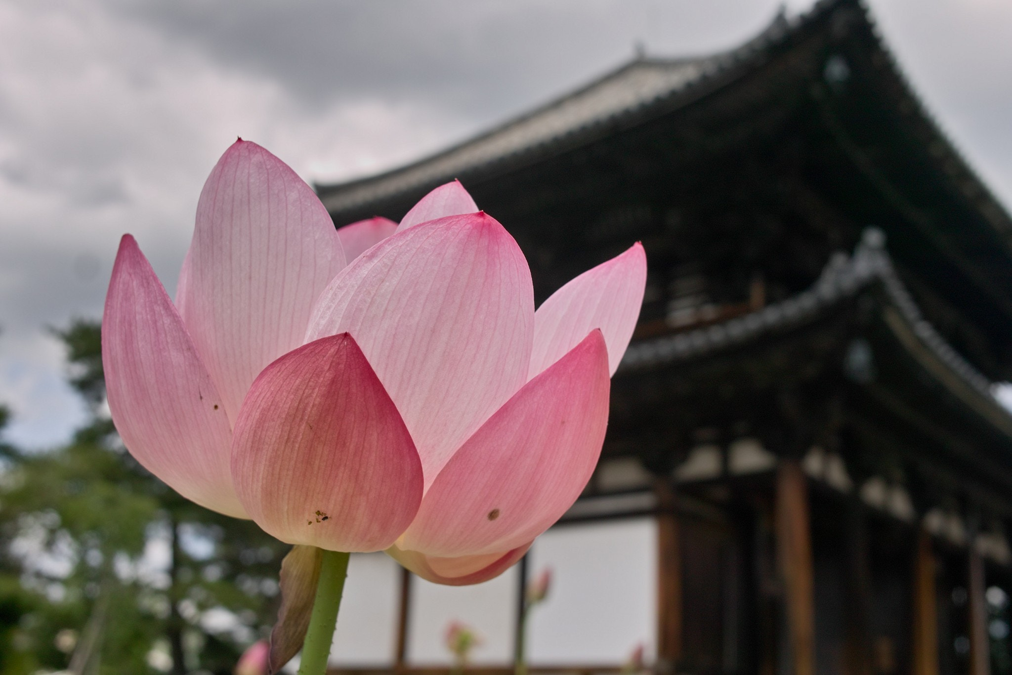 Sigma DP2x sample photo. A lotus flower of temple  寺の庭に咲く蓮 photography