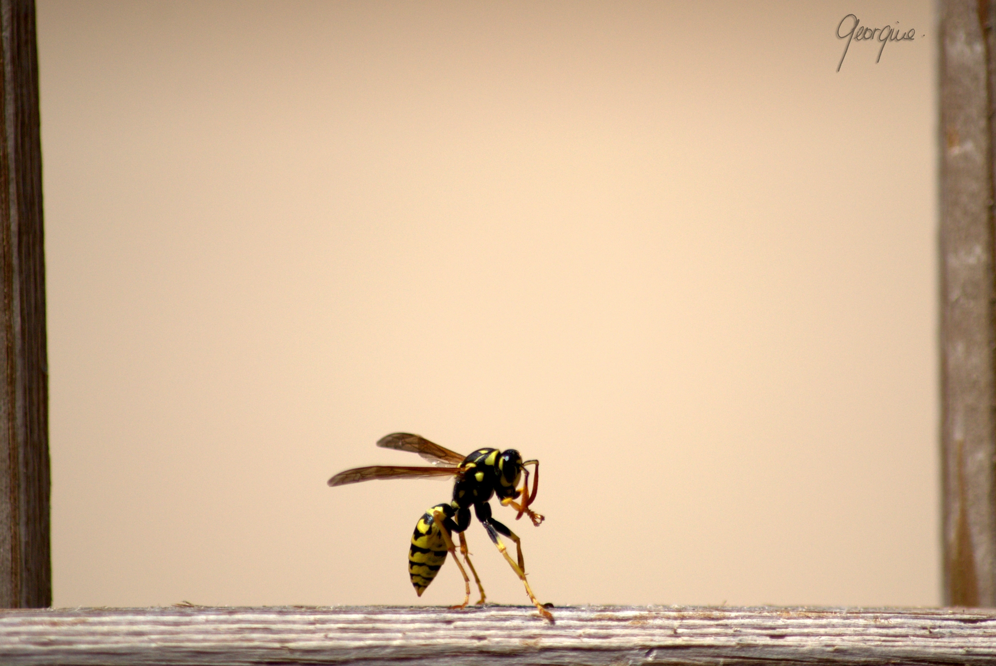 Nikon D3100 sample photo. The wasp photography