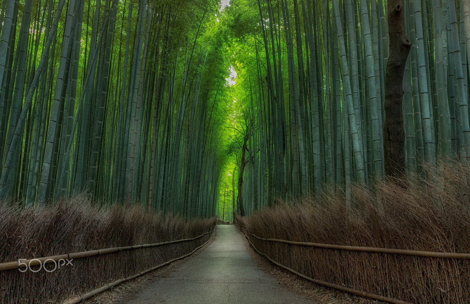 Canon EOS 450D (EOS Rebel XSi / EOS Kiss X2) sample photo. Arashiyama bamboo photography