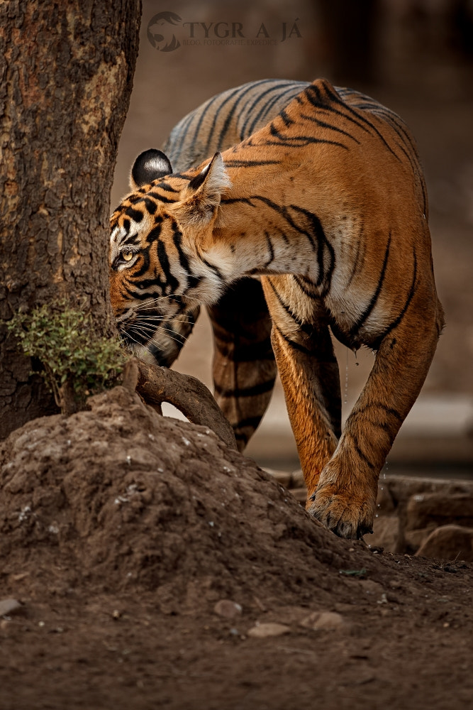Canon EF 300mm F2.8L IS II USM sample photo. Beautiful play of lights and shadows photography