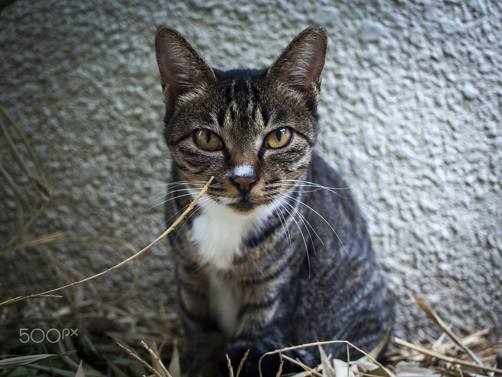 Olympus E-620 (EVOLT E-620) + Olympus Zuiko Digital 25mm F2.8 Pancake sample photo. Talk to me photography
