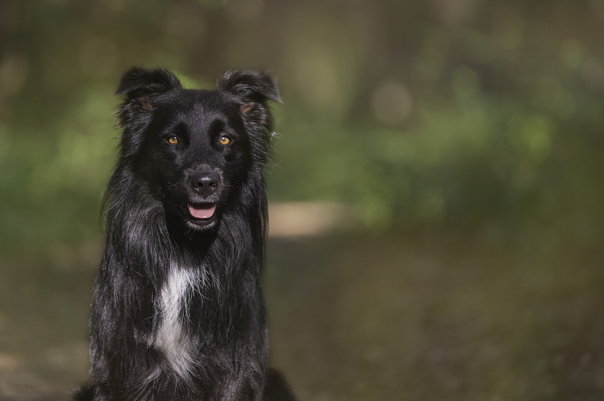 AF-S Zoom-Nikkor 80-200mm f/2.8D IF-ED sample photo. Loki - avatara's sanctuary in black photography