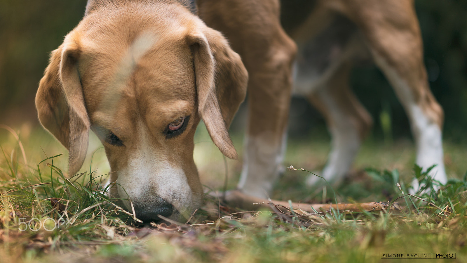 Sony a7S II + Sony Sonnar T* FE 55mm F1.8 ZA sample photo. Hunting... photography