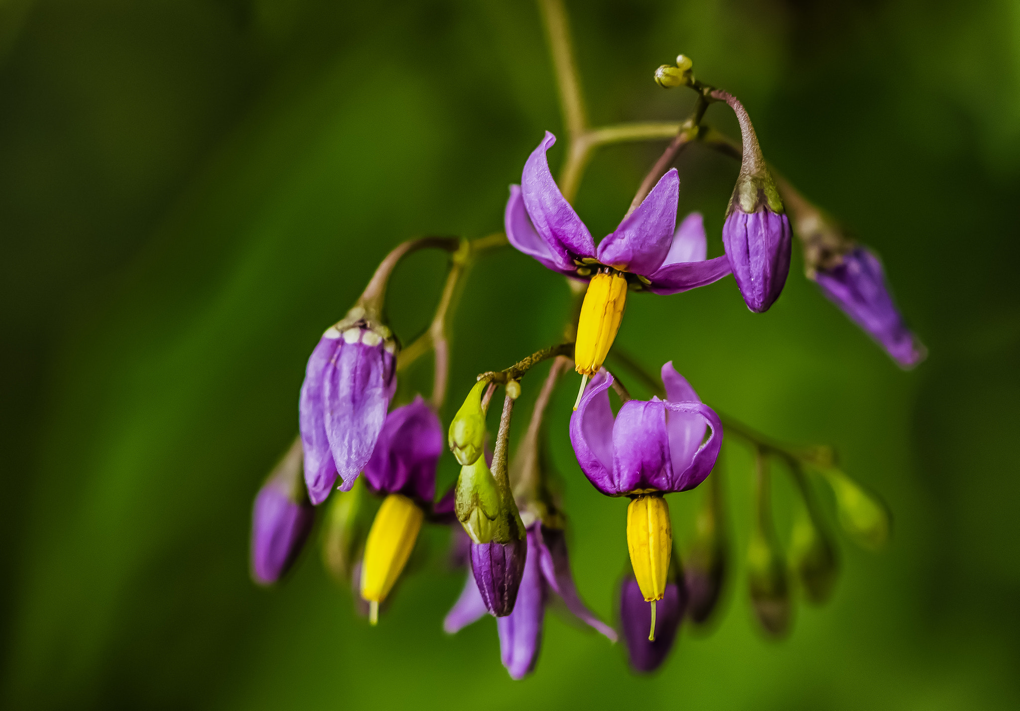 Canon EF 100mm F2.8 Macro USM sample photo. Deadly beauty photography